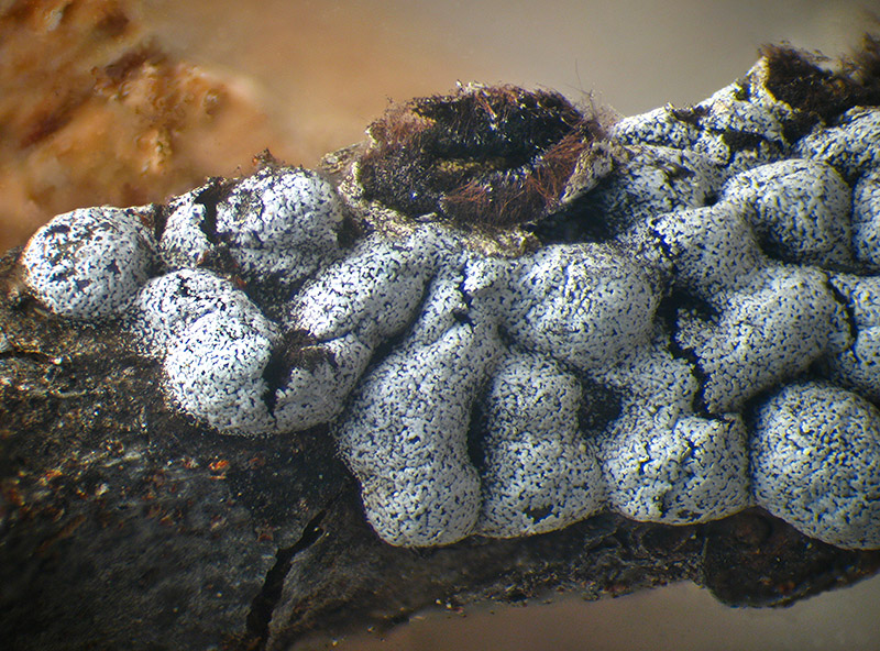 Lepidoderma chailletii?